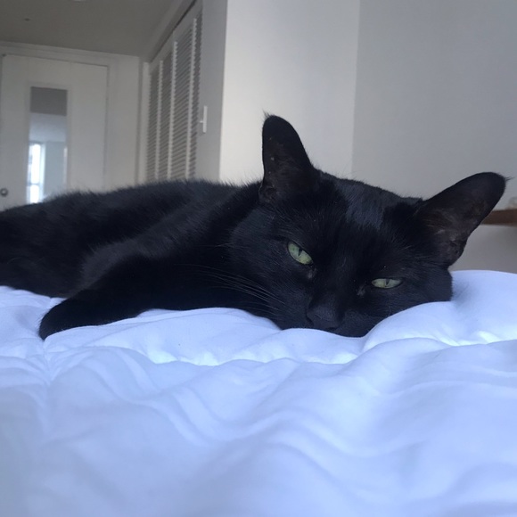 Meet your Posher, Ariana - Picture 3 of 3